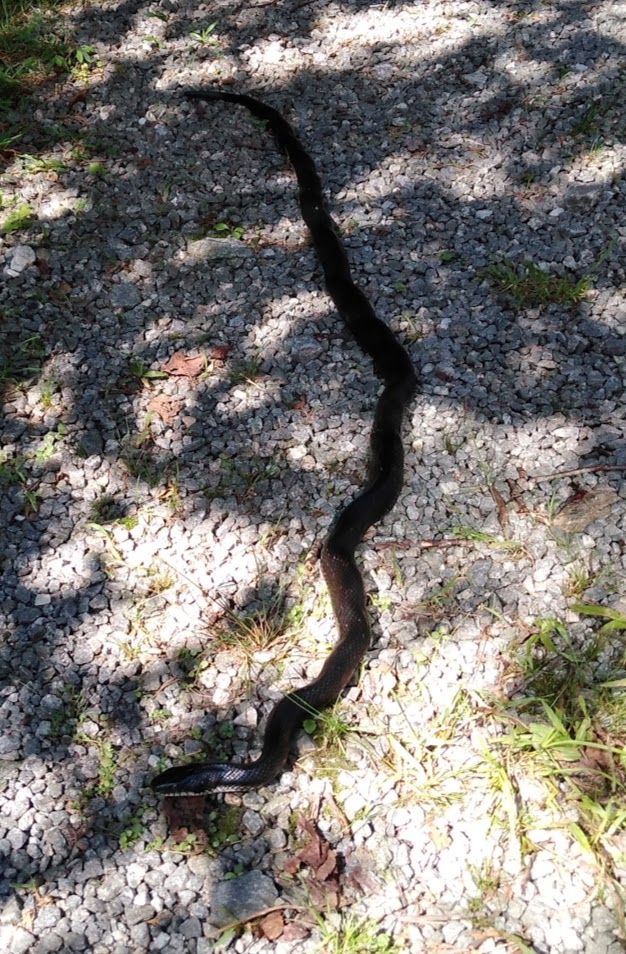 Watch for Snakes – Outside The Box